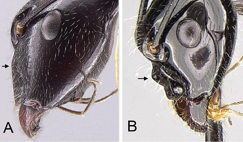 File:Camponotus (10.3897-zookeys.681.13187) Figure 7.jpg