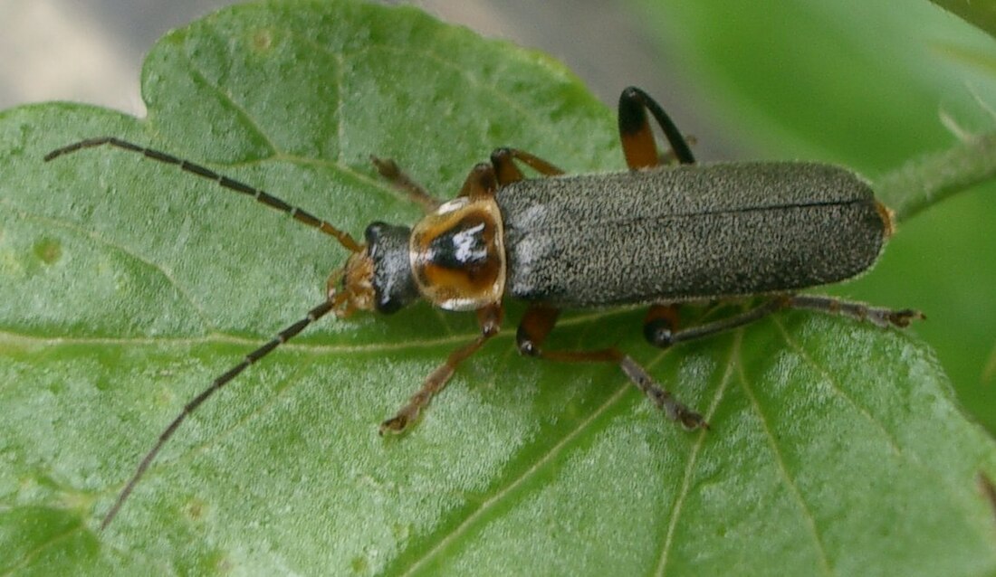 Cantharis nigricans