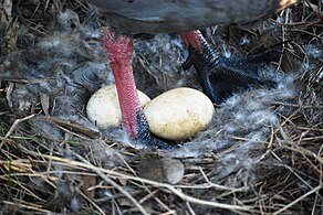 Cape Barren Nest with Eggs.JPG