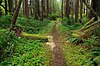 A section of the Cape Scott Trail