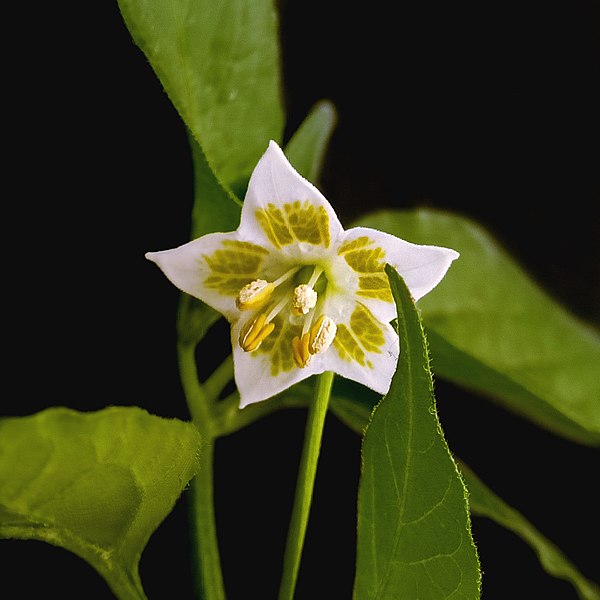 File:Capsicum baccatum flower 02.jpg