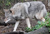 Captivecoywolfhybrid.jpg