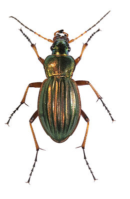 Golden ground beetle (Carabus auratus)