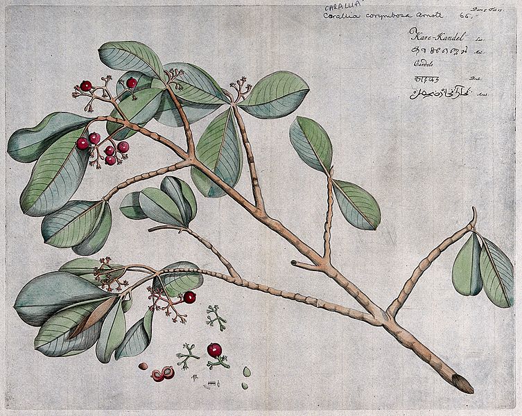 File:Carallia corymbosa Arn.; branch with flowers and fruit, sepa Wellcome V0042624.jpg