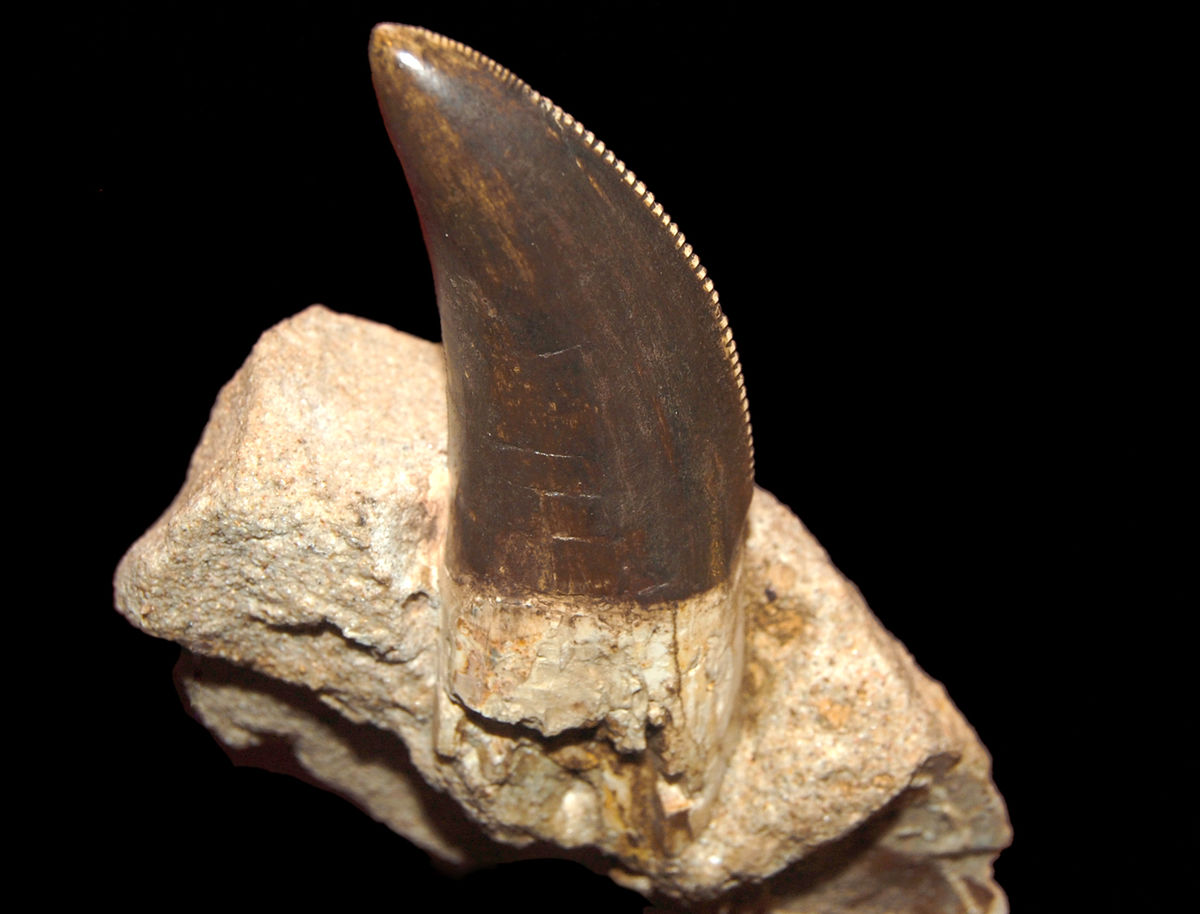 1200px-Carcharodontosaurus_tooth_in_Vienna.jpg