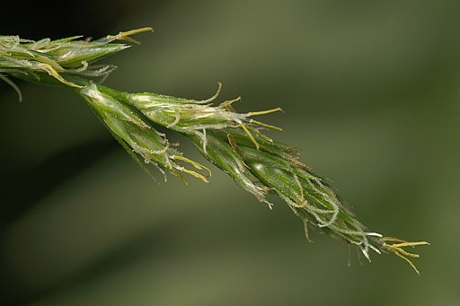 Carex canariensis (02)