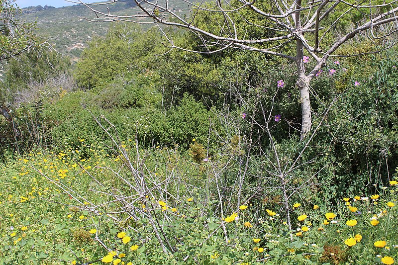 File:Carmel Flora - Hai-Bar Nature Reserve IMG 0785.JPG