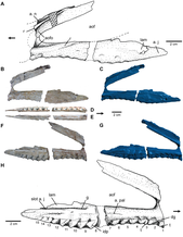 Maxilla of the holotype Carnufex maxilla.png