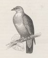 Carpophaga rubracera - 1872 - Print - Iconographia Zoologica - Special Collections University of Amsterdam (cropped).tif