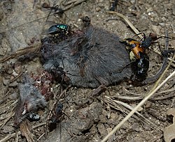 A shrew corpse (Soricidae) surrounded by multiple necrophages, including members of the Orders Diptera and Coleoptera. Carronneros1.jpg