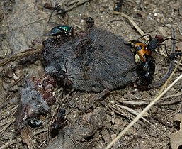 Pequeños carroñeros aprovechando una musaraña muerta