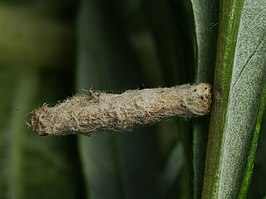 Coleophora succursella