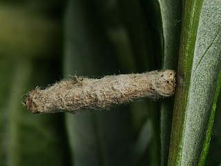 <i>Coleophora succursella</i> Species of moth