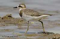 Caspian Plover in Koonthalulam Tamilnadu, India, by Dr. Tejinder Singh Rawal.jpg