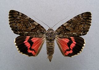 <i>Catocala dilecta</i> Species of moth