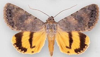 <i>Catocala frederici</i> Species of moth