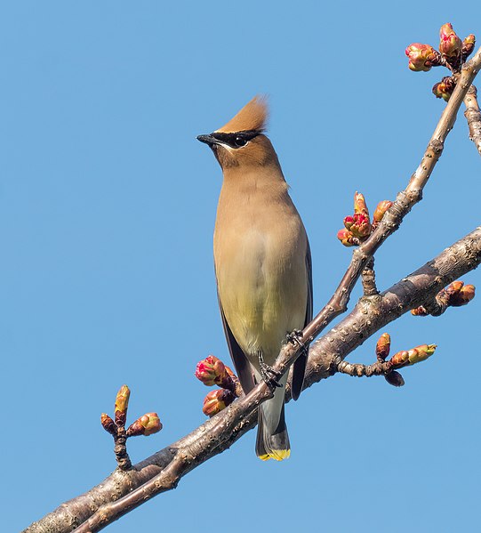 File:Cedar waxwing in Green-Wood Cemetery (55650).jpg