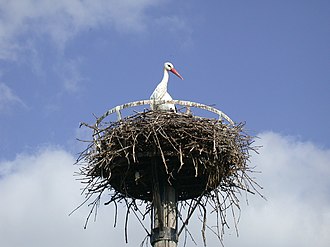 Cigogne alsacienne