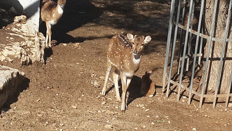 File:Cervus nippon in Petah Tikva zoo - 02.jpg