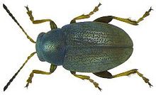 Chaetocnema hortensis.jpg