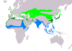 Distribución de Charadrius alexandrinus