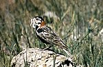 Thumbnail for File:Chestnut-collared Longspur (12819787645).jpg