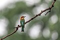 * Nomination Chestnut-headed Bee-eater, one of the beautiful bee-eater. By User:Mildeep --Nirmal Dulal 07:43, 11 March 2024 (UTC) * Promotion  Support Good quality. --Ermell 19:40, 11 March 2024 (UTC)
