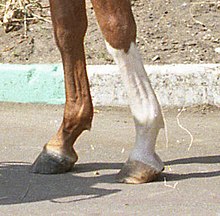 Bas des jambes avant d'un cheval.