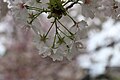 P243 千原桜 Chiharazakura 花の写真