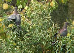 Miniatura para Patagioenas araucana