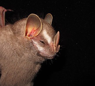 Little big-eyed bat Species of bat