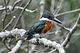 Chloroceryle americana -Capao do Leao, Rio Grande do Sul, Brasil -male-8.jpg