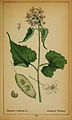 Lunaria rediviva (illustration)