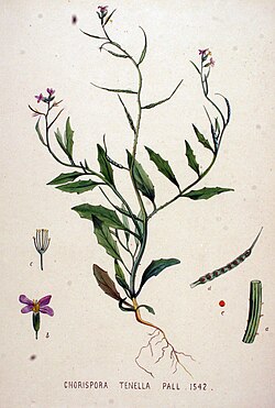 Hentoirsokki (Chorispora tenella)