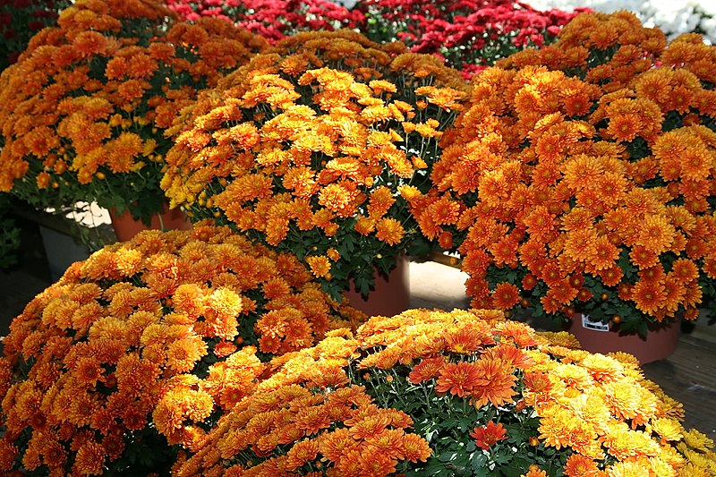 File:Chrysanthemum Argos Orange 1zz.jpg