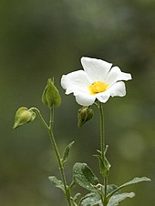 Photographie en couleurs d'une fleur aux cinq pétales blancs et au centre présentant des étamines jaune vif acidulé.