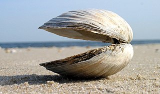 Clam Common name for several kinds of bivalve molluscs