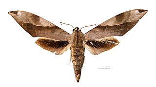 <i>Clanis schwartzi</i> Species of moth