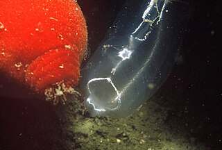 <i>Clavelina sabbadini</i> Species of sea squirt