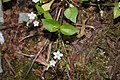 Claytonia sibirica