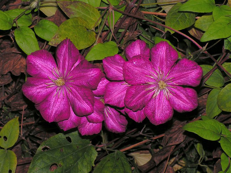 File:Clematis20140914 40.jpg