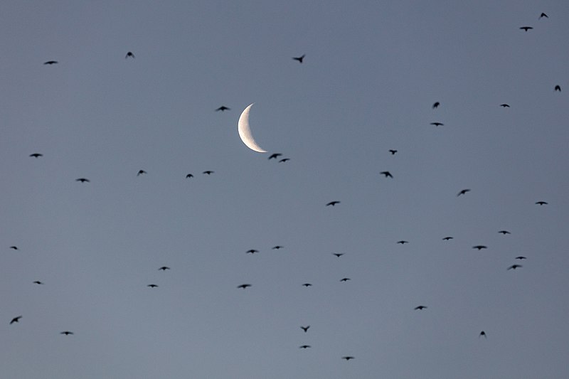 File:Cliff swallows hunting for insects before sunrise (7e3a8d46-65d1-44ba-8c69-c70b5d1143e8).jpg