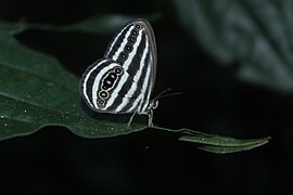 Ragadia crito, (Dusky-striped Ringlet) adult, ventral
