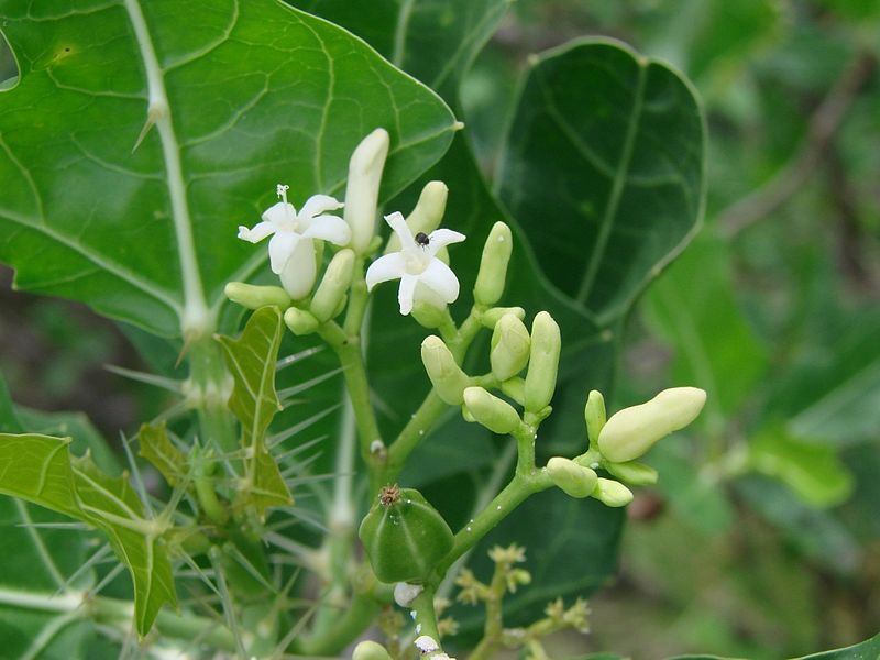 File:Cnidoscolus phyllacanthus flowers.jpg