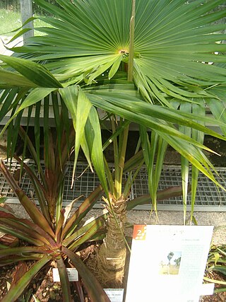 <i>Coccothrinax alta</i> Species of palm