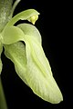 Coelogyne longifolia Labellum