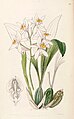 Coelogyne nitida (as Coelogyne ochracea) - Edwards vol 32 (NS 9) pl 69 (1846).jpg