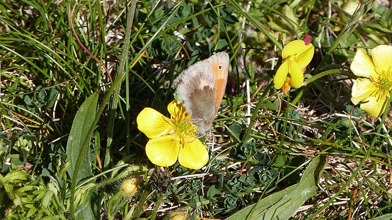 File:Coenonympha pamphilus (8997646158).jpg