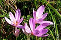 Colchicum autumnale L.