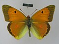 ♂ dorsal side